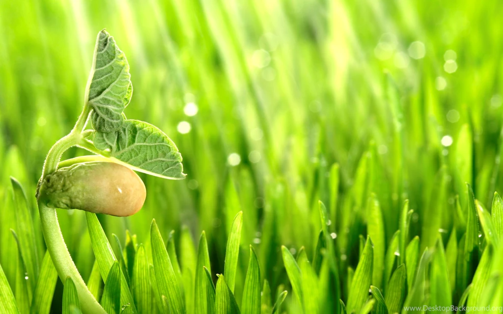 Plant Wallpapers And Images Wallpapers, Pictures, Photos