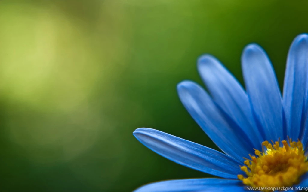 Blue Flower Wallpapers And Images Wallpapers, Pictures, Photos