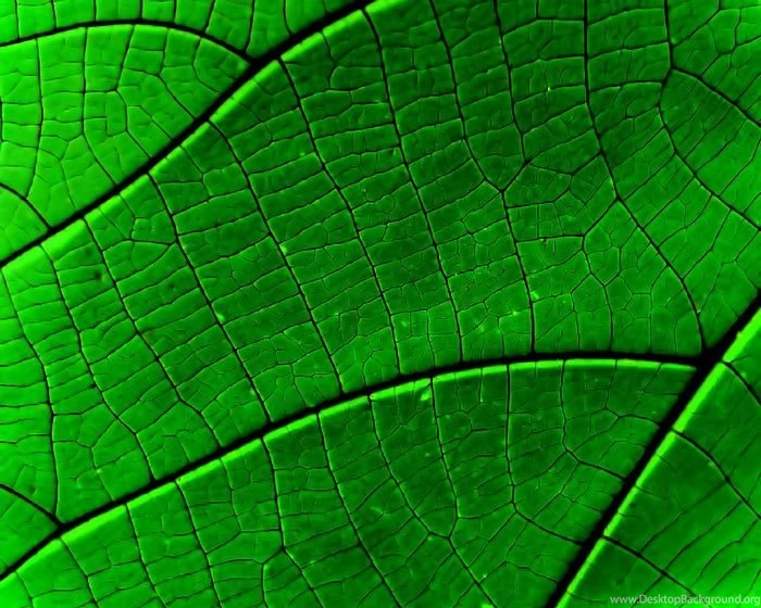 Vista Plants Wallpapers (Vol.1, 31/385pics) Wallcoo.net