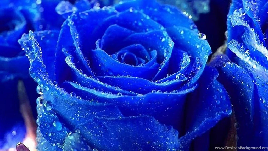 Blue Rose Flower Wallpapers Flower
