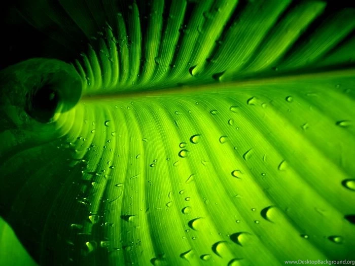 HD Leaves & Plants Wallpapers (vol.9) Wallcoo.net