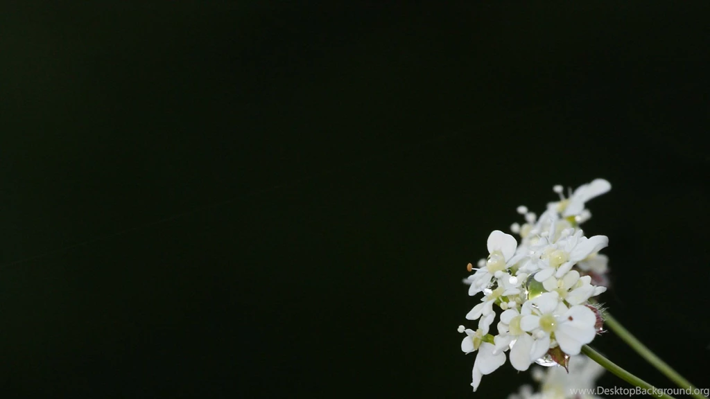 Plain Backgrounds 1305088