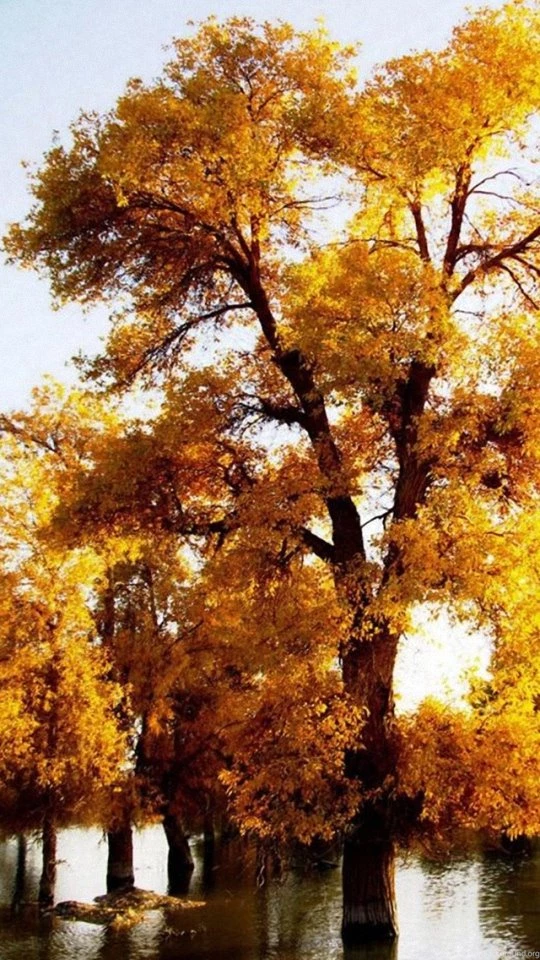 Seaside Pebble Piles Nokia Lumia Wallpapers HD 540x960