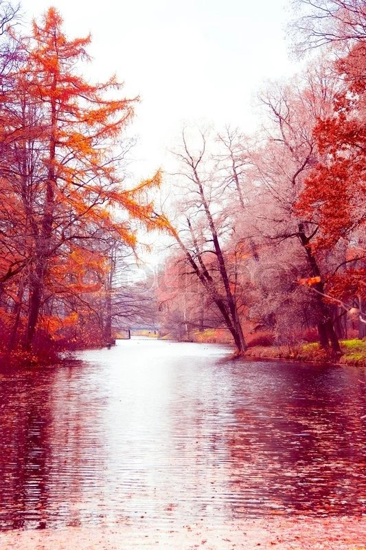 Fall Wallpapers Forest Landscape