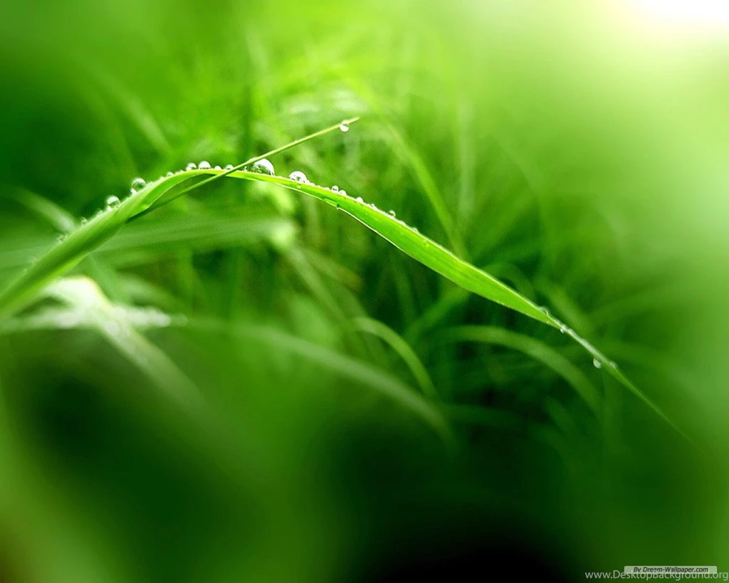 Free Wallpapers Free Nature Wallpapers Vista Plants Wallpapers 3 ...