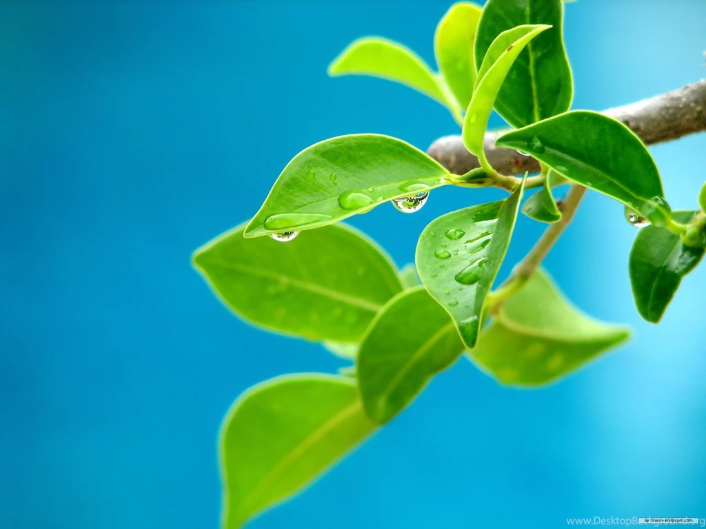 Free Wallpapers Free Nature Wallpapers Vista Plants Wallpapers ...