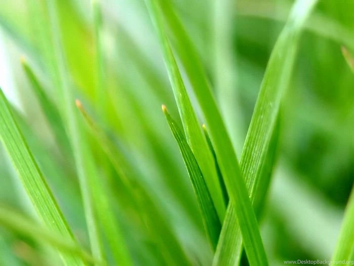 Vista Plants Wallpapers, 1920*1440 (Vol.12) Wallcoo.net