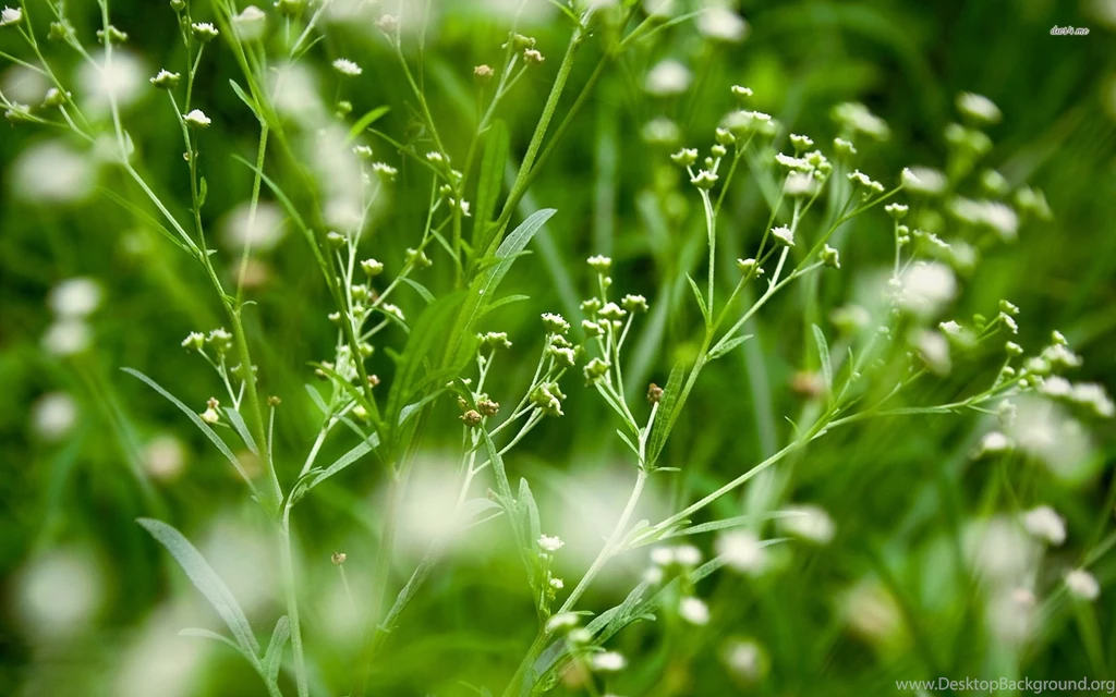 Plants Wallpapers Photography Wallpapers