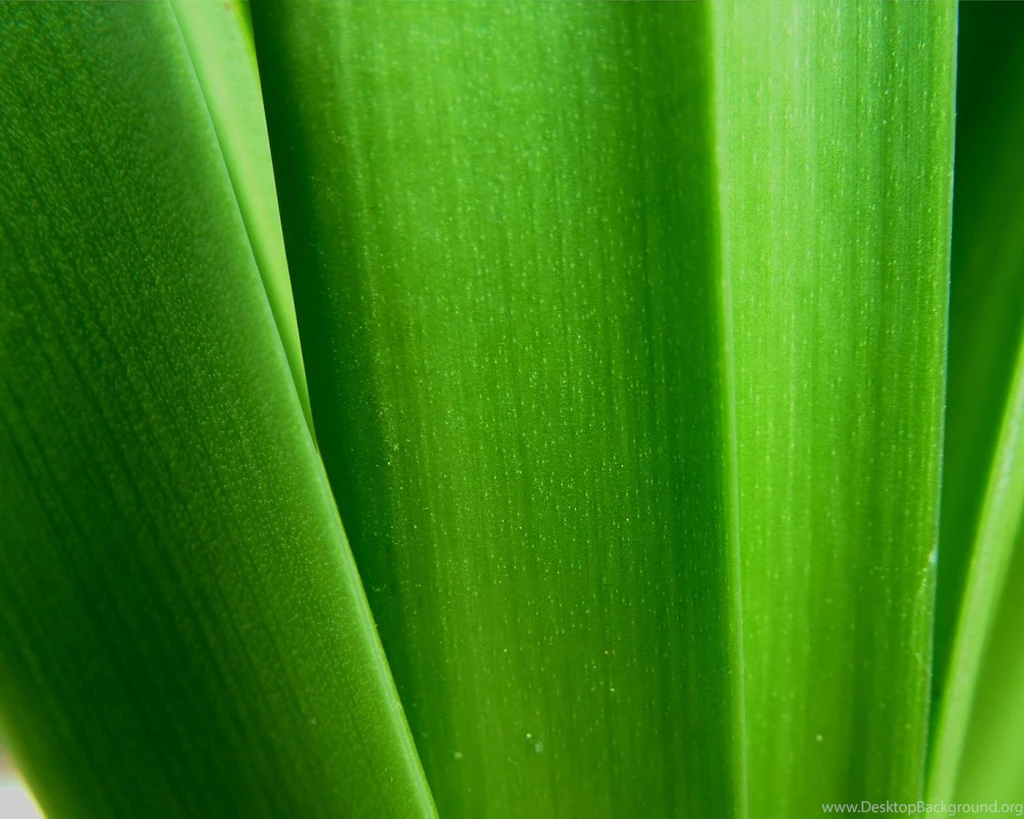Vista Plants Wallpapers (Vol.6) 1280x1024 NO.10 Desktop Wallpapers ...