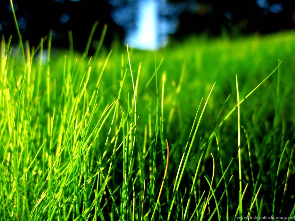 Vista Plants Wallpapers, 1920*1440 (Vol.12) 1920*1440 NO.6 Desktop ...