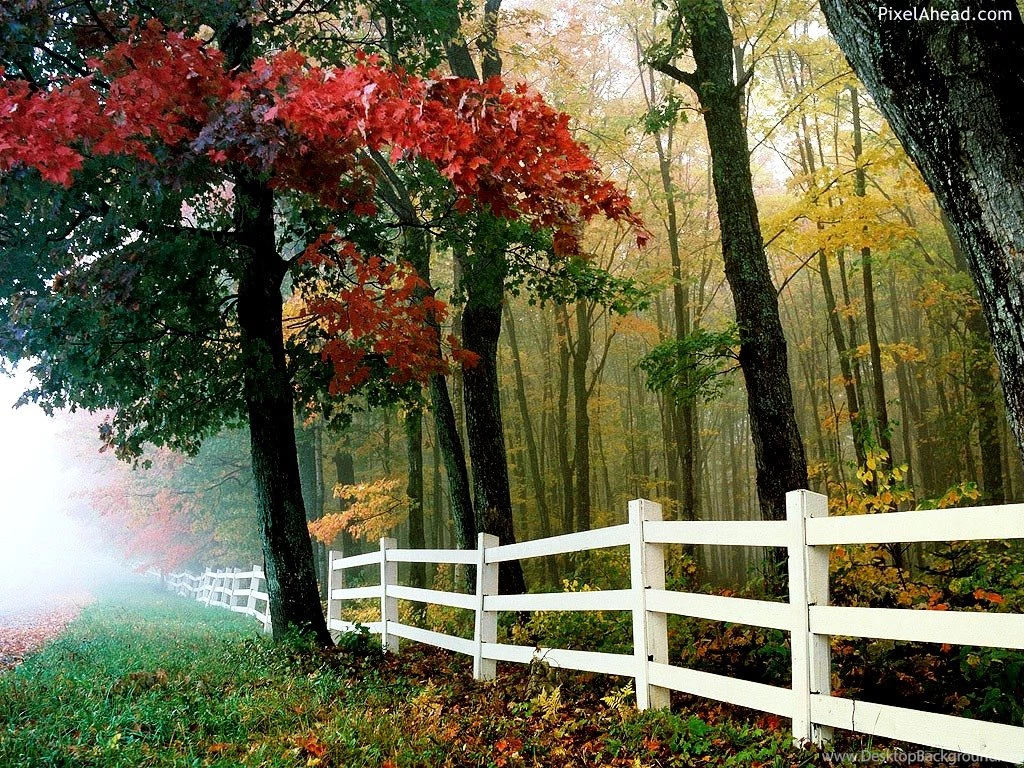 Bring The Beauty Of Nature With Animated Nature Wallpapers ...