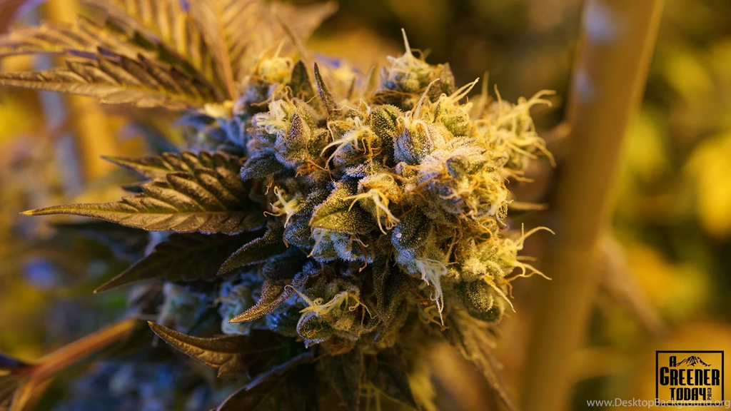 High Times Archives A Greener Today Medical / Recreational 21+