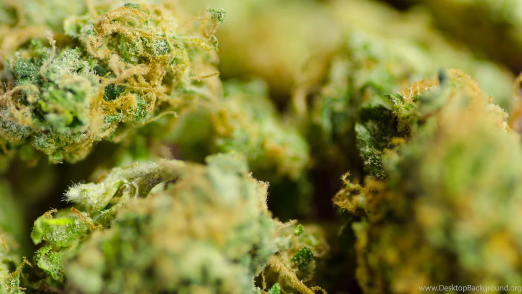 Codystatham Jersey Weed, Antarctic Cheese Doodles, And Tracy