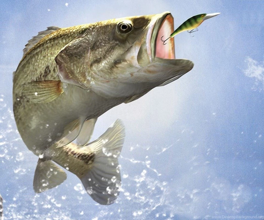 The Gallery For > Bass Fishing Backgrounds
