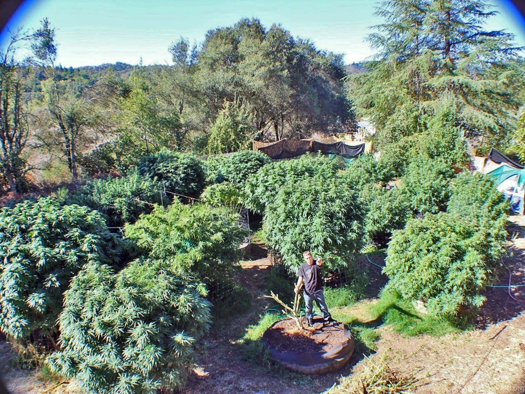 25 Plant "618"lb. Mendo Dope Marijuana Garden Featured In High ...