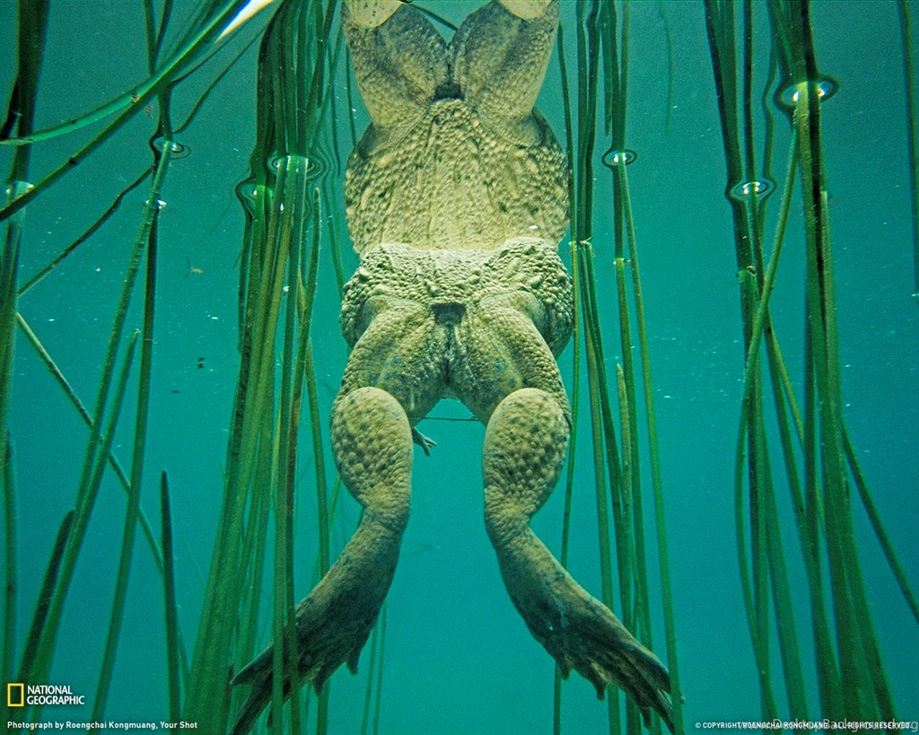 Bass Fish
