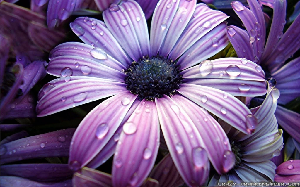 Big beautiful flowers wallpapers 1920x1200.jpg