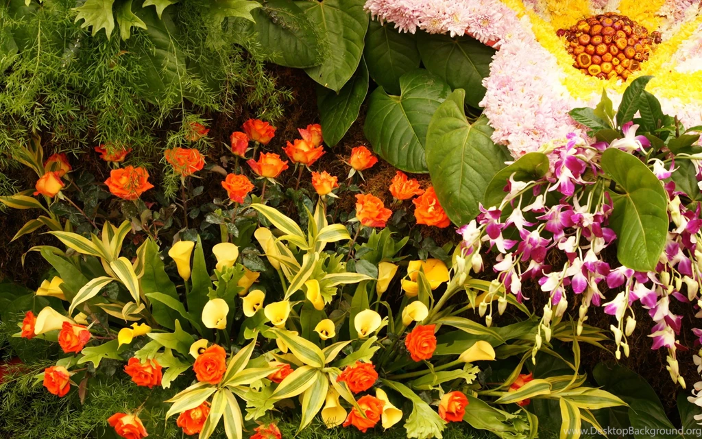 Flowers dsc02211.jpg