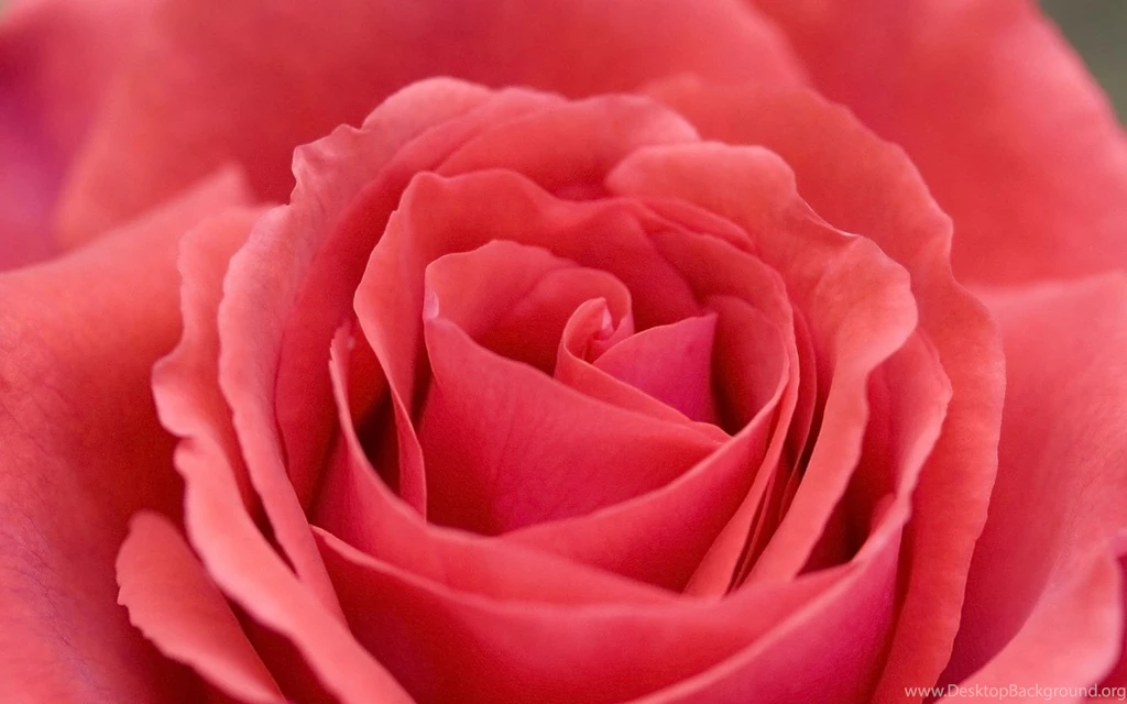 Large Flower Pictures HD Wallpapers Lovely