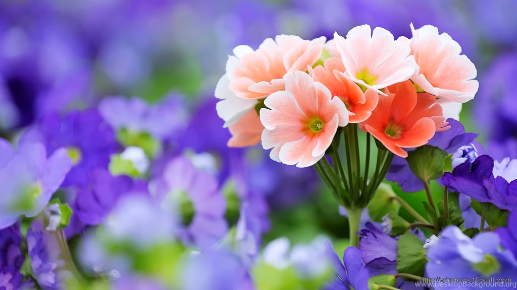 Earth Flower Wallpaper/Backgrounds – Windows 10 Wallpapers