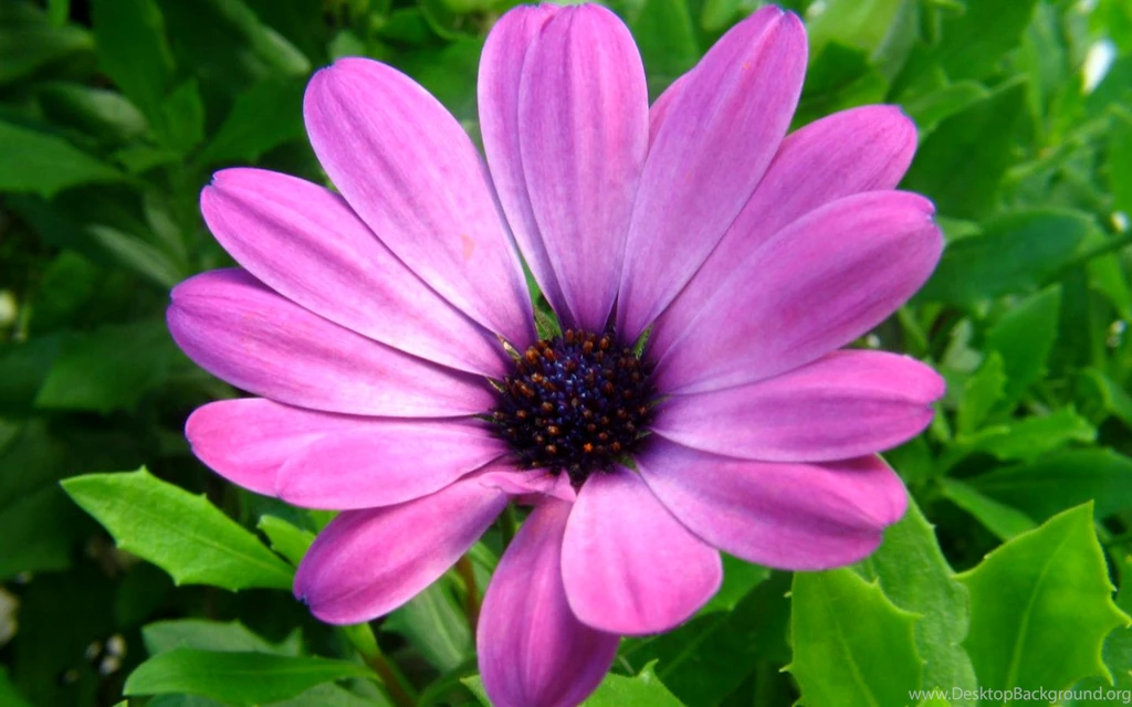 Large Images Of Flowers All Wallpapers New