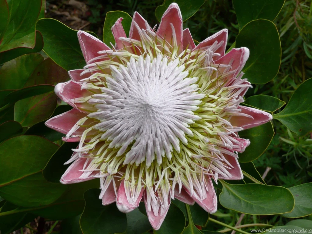 Large Flower Wallpapers 40569 Images