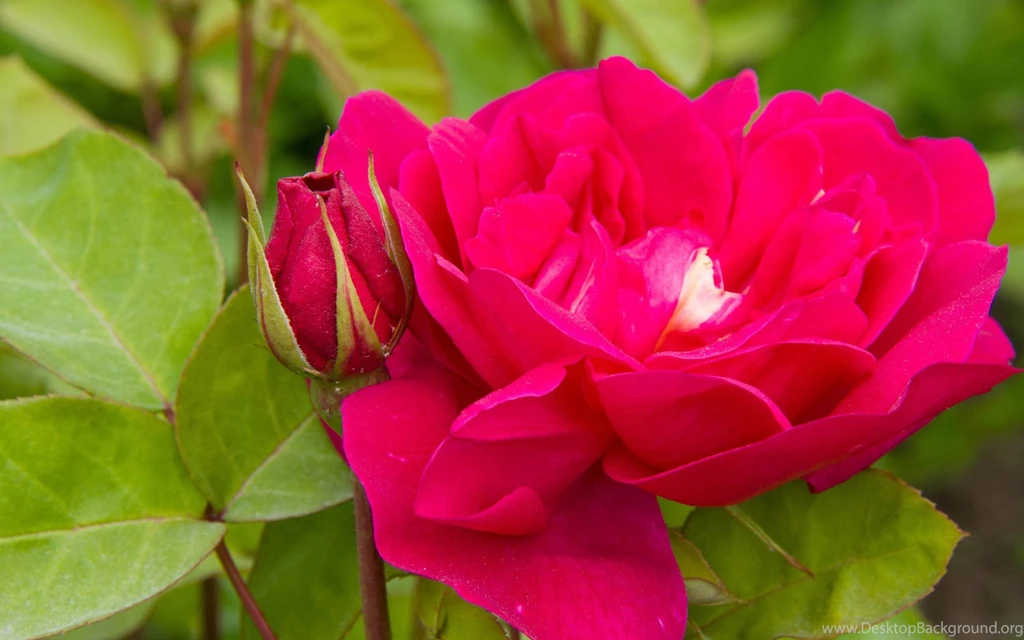 Personable Flower Wallpapers Large Size