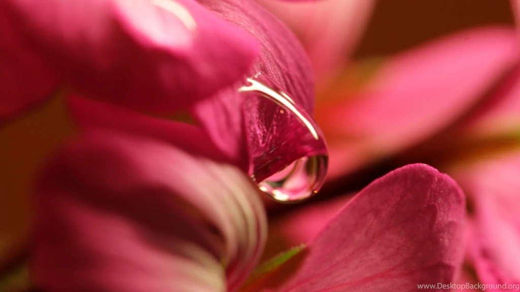 Download Wallpapers 1920x1080 Flower, Petals, Background, Drop ...