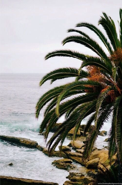 Palm Malibu Iphone Wallpapers
