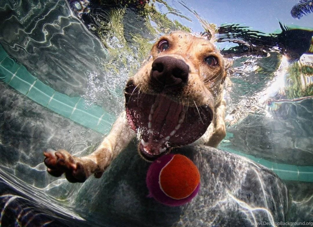 Yellow Lab (