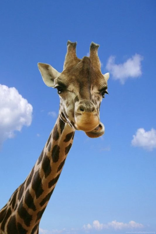 Giraffe Pictures Giraffe Facts And Information