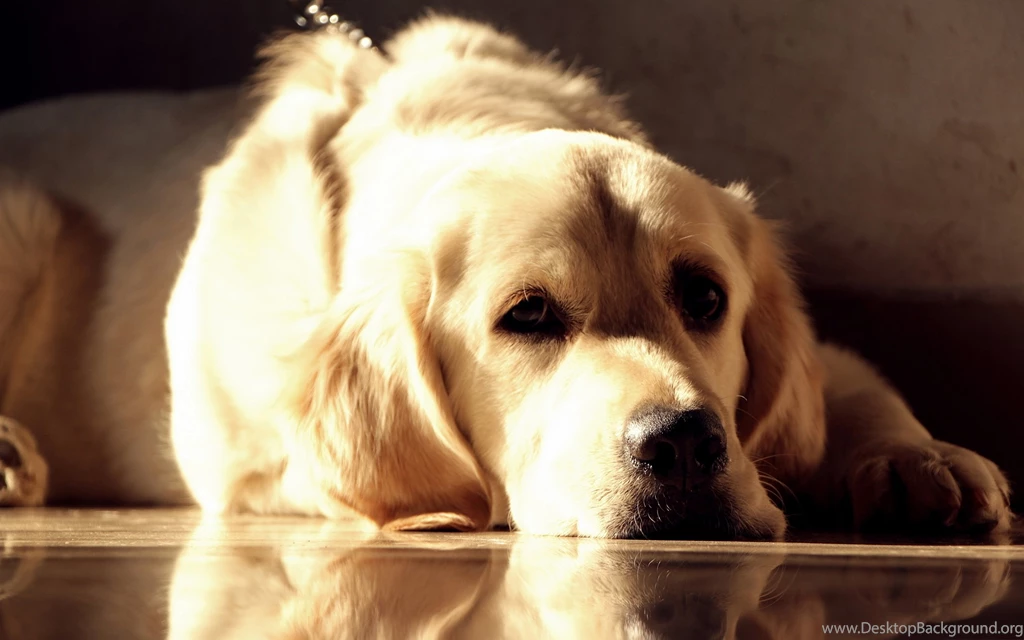 Golden Labrador, The Golden And Labrador Retriever Mix