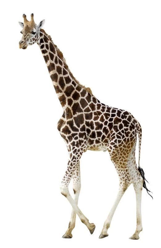 Young Giraffe On White Backgrounds Giraffe Facts And Information