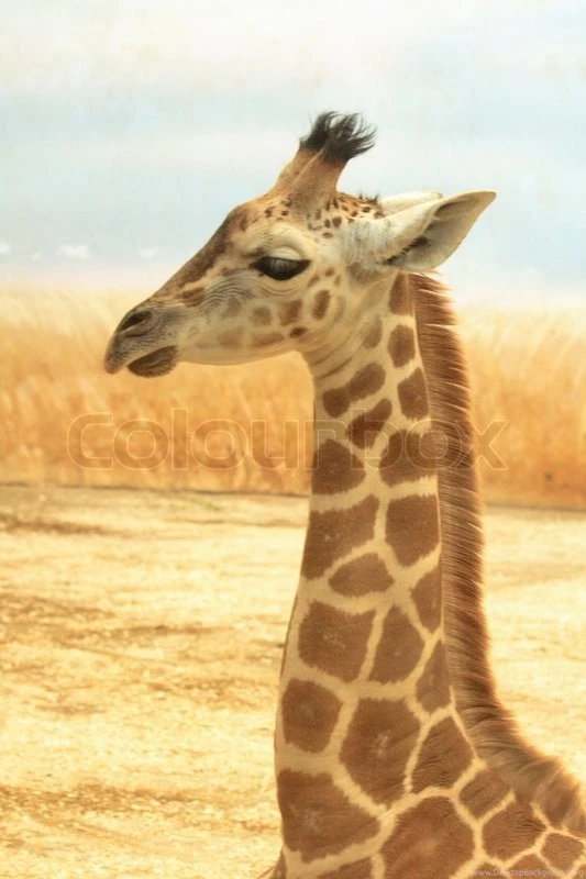 Nice Small Giraffe With The Natural Backgrounds