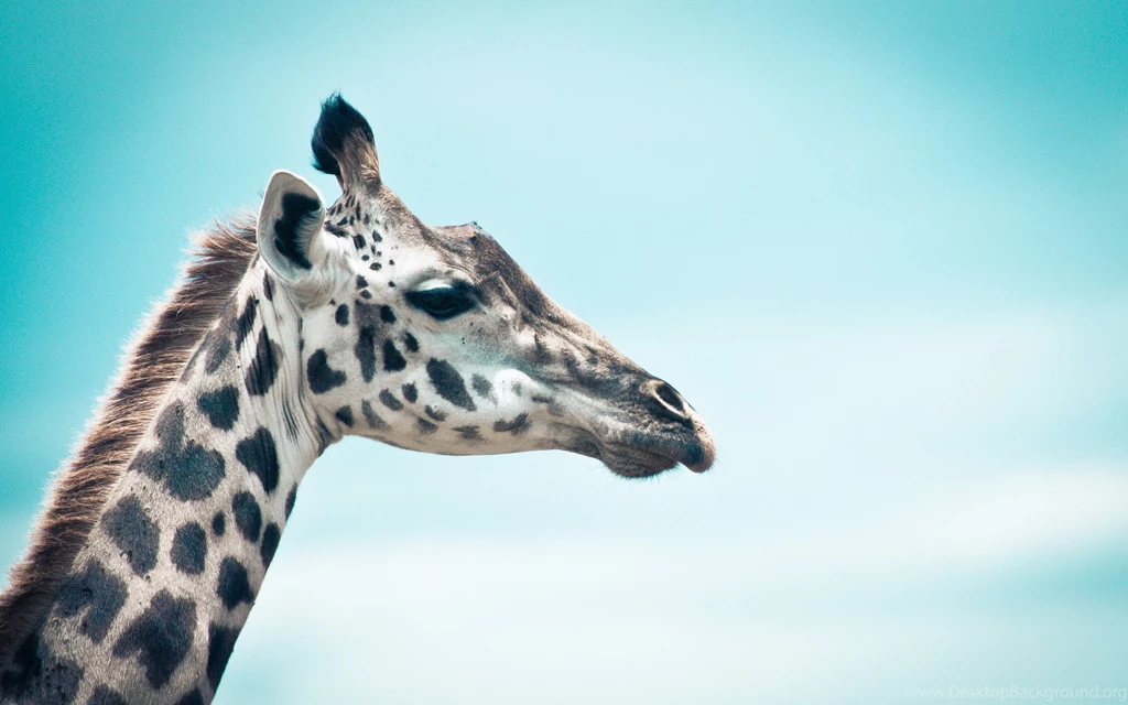Giraffe Computer Wallpapers, Desktop Backgrounds