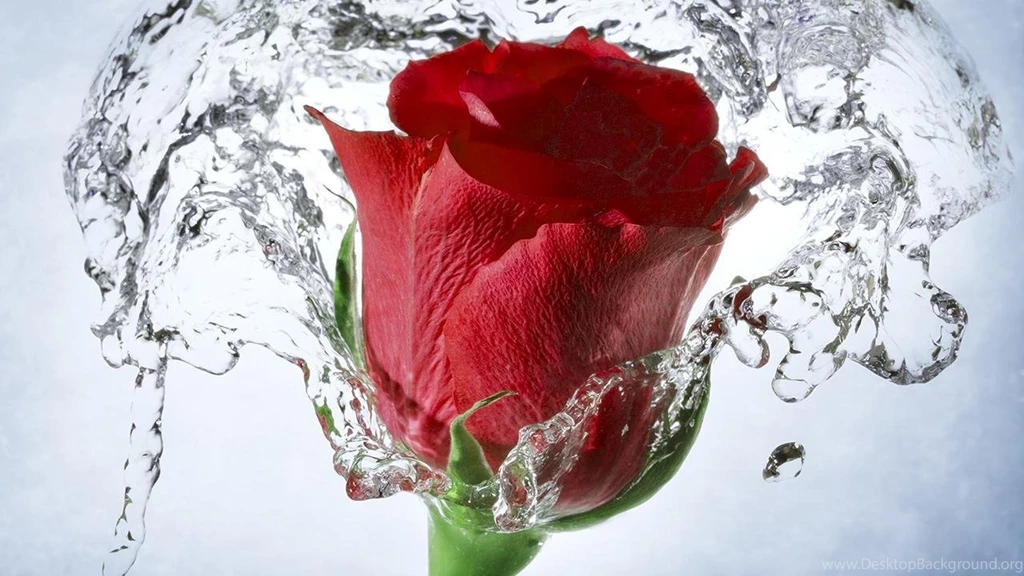 Red Rose Live Wallpapers Android Apps And Tests AndroidPIT