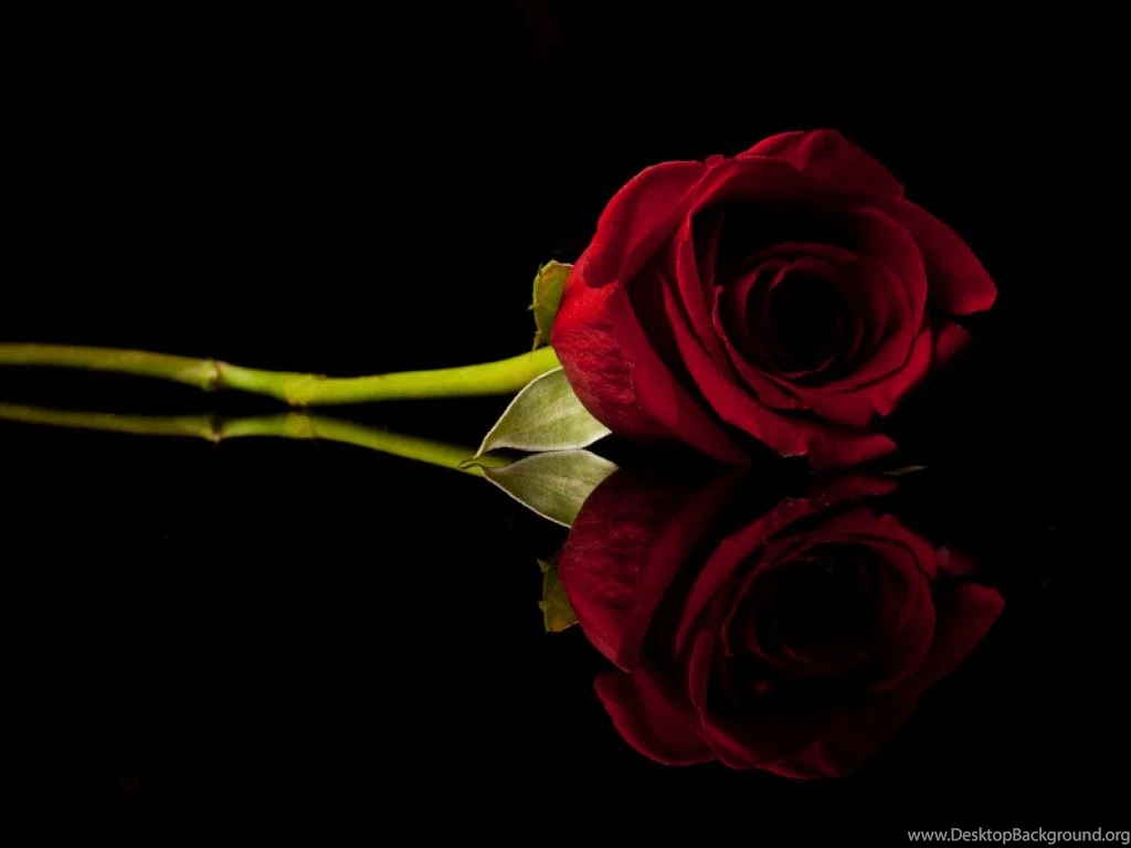 Red Rose Wallpapers