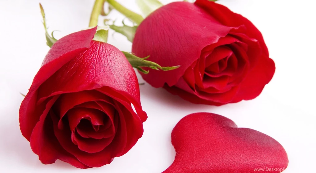 Red rose wallpapers.jpg