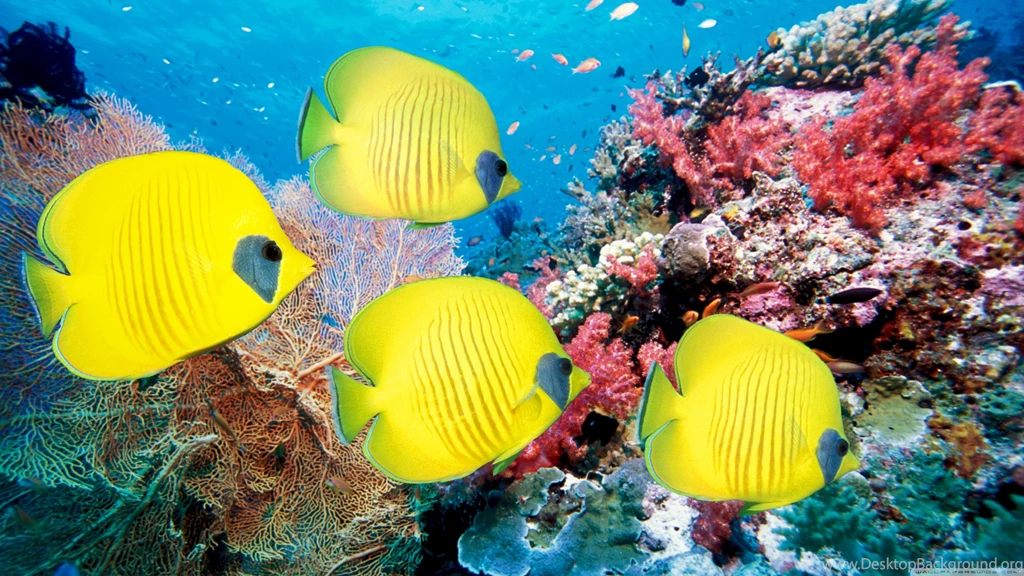 Yellow Butterfly Fish HD Desktop Wallpapers : Widescreen : High ...