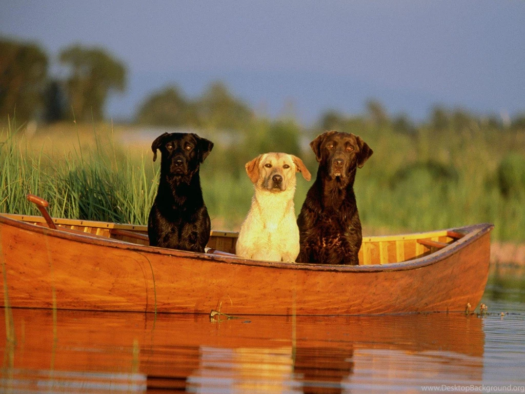 YELLOW LAB DOGS CANOE BLACK LABS LABRADORS HD WALLPAPER (