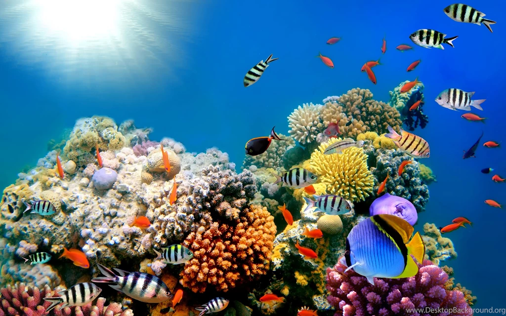 Fish Wallpapers High Resolution DF6
