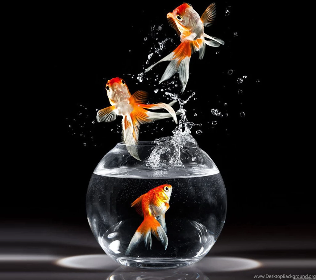 Gold Fish Wallpapers KLA7
