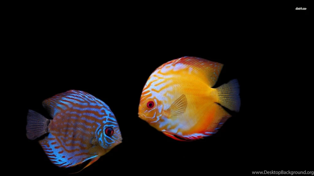 Fish Wallpapers For Desktop Free Download FRT
