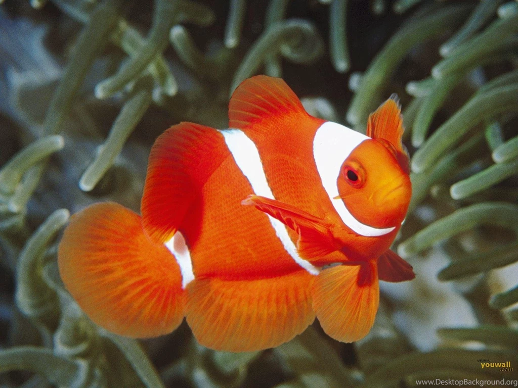 YouWall Fish Wallpapers Wallpaper,wallpapers,free Wallpapers ...