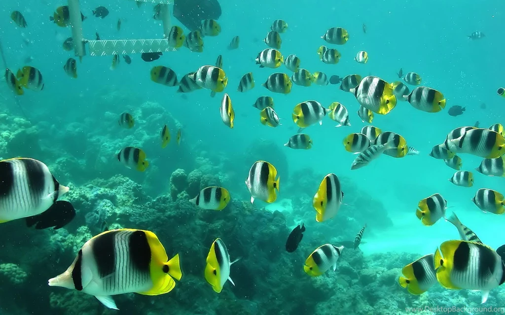 Amphilophus Popular Aquarium Fish Desktop Wallpapers