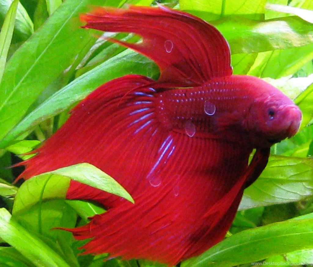 Desktop Fish Live Wallpapers Dowload