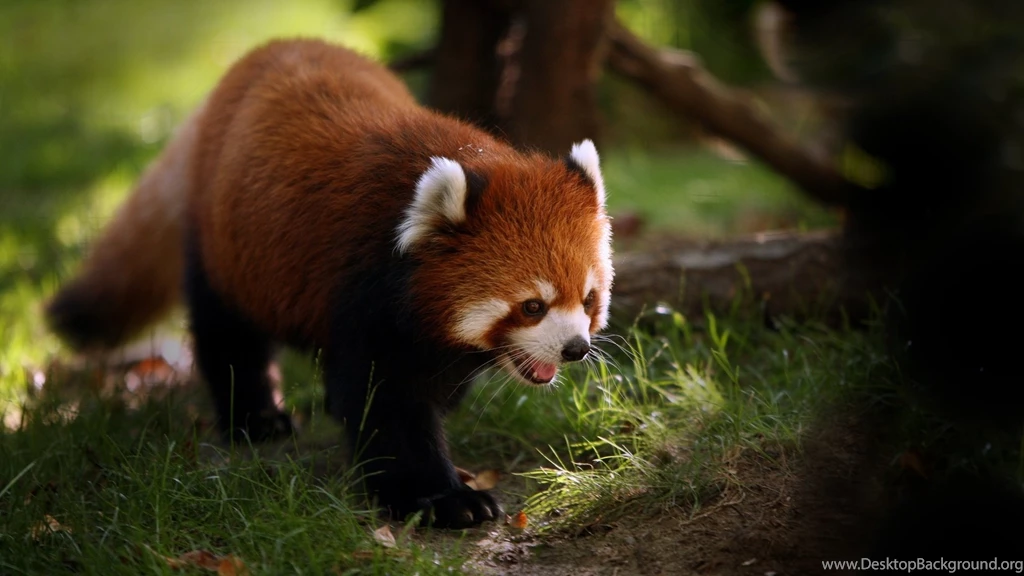Red Panda HD Wallpapers