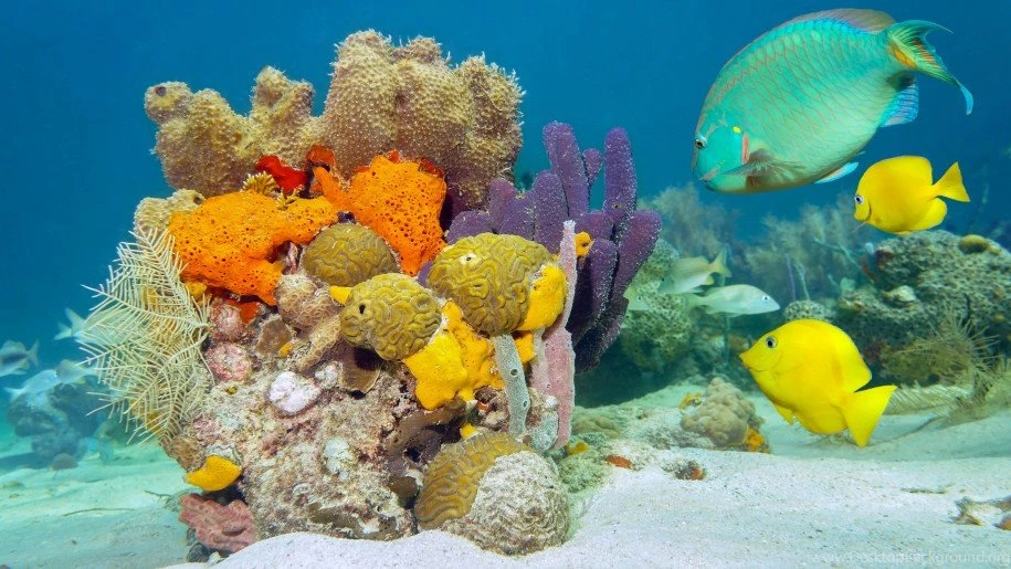 Underwater World Fish Desktop Wallpapers Hd : Wallpapers13.com