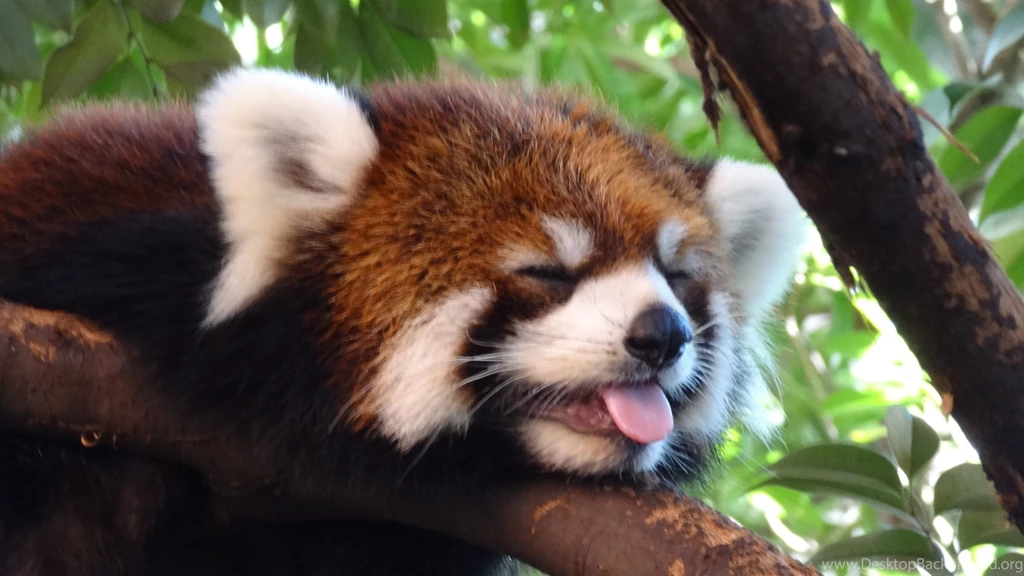 Red Panda Sleeping   Wallpaper.