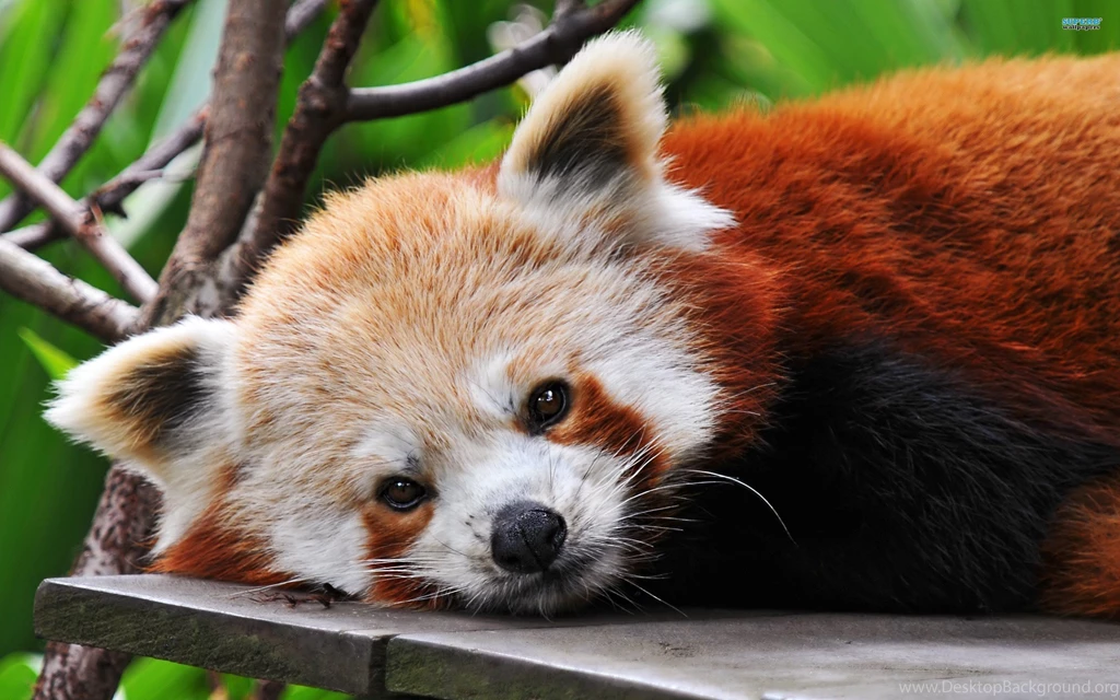 Red Panda   Wallpaper.